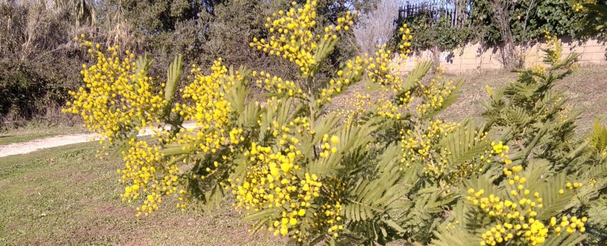 mimose